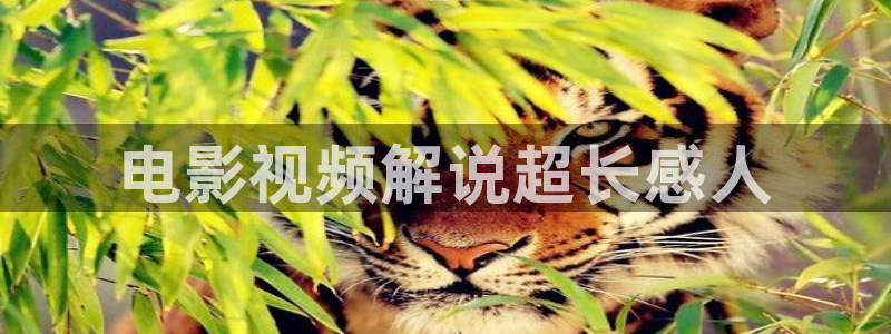 樱花视频茄子视频：电影视频解说超长感人